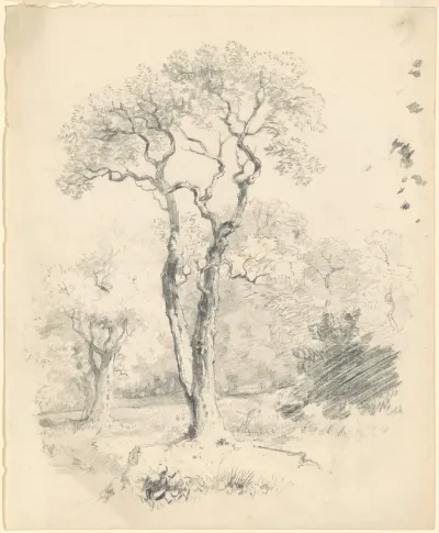 A Glade of Trees