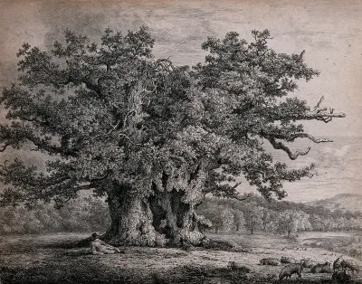 A gnarled and hollow old oak tree (Quercus robur L.) sheltering a shepherd and his sheep