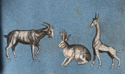 A goat, a hare-like creature and a giraffe (?)