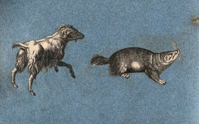 A goat and a water rat or vole (?)