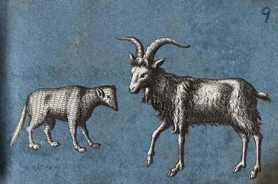 A goat and an unidentified animal