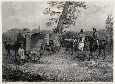 A goat jumping off the horse-drawn cart it has been released from