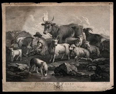 A goatherd milking a goat in a field surrounded by other animals