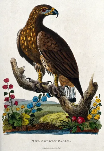A Golden Eagle sitting on the branch of a dead tree