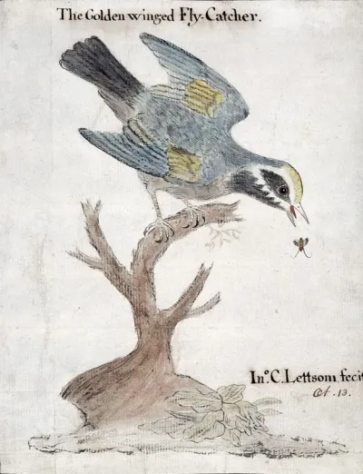 A golden-winged flycatcher (bird) catching an insect