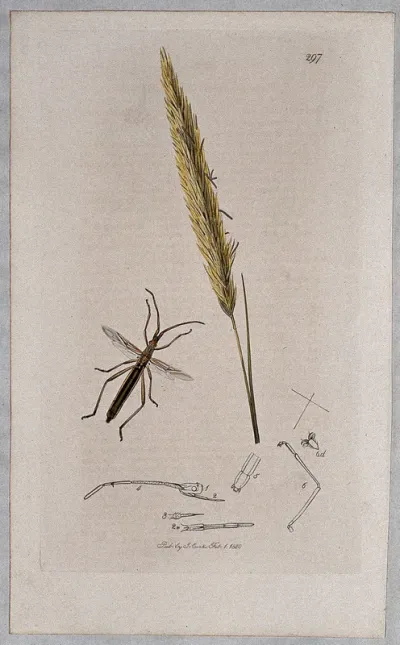 A grass (Arundo arenaria) with an associated insect and its abdominal segments