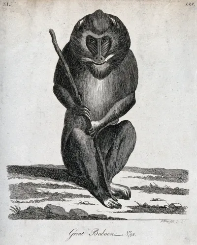 A great baboon sitting on the ground holding a stick