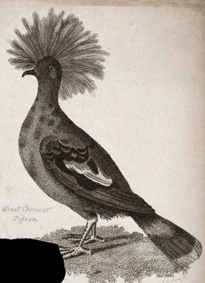 A great crowned pigeon