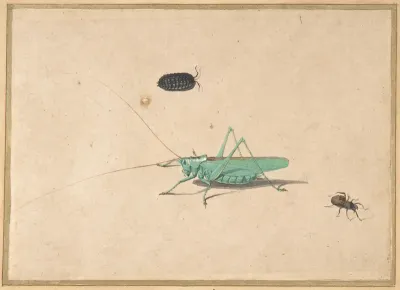 A Great Green Bush Cricket (Tettigorica viridissima Linneaeus), A Clioniona Spider, and a Beetle