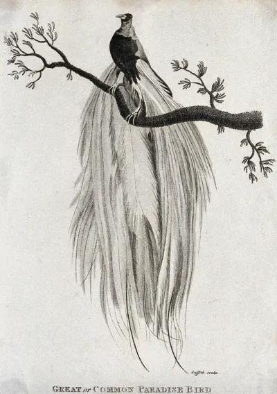 A Great or Common Paradise Bird sitting on a branch of a tree