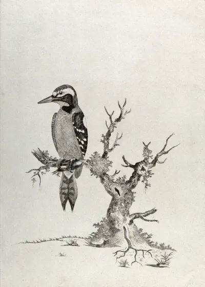 A great spotted woodpecker