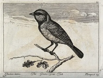A great tit. Engraving by P. Tempest, ca. 1690, after F. Barlow