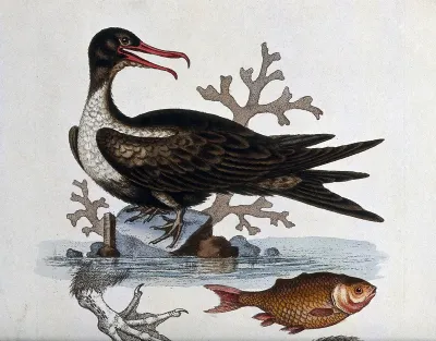 A greater frigate-bird (Fregata minor) and sea bass