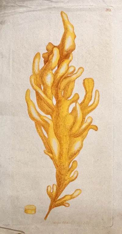 A green algae (Ulva diaphana): leaf-like thallus and section of stipe