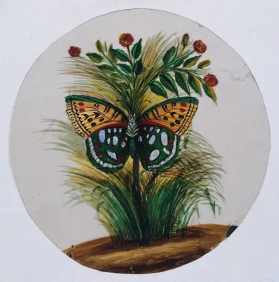 A green and orange spotted butterfly