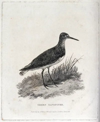 A green sandpiper (Totanus ochropus)