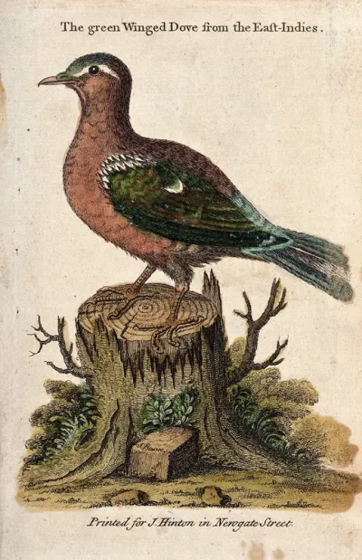 A green winged dove from the East Indies sitting on a tree stump