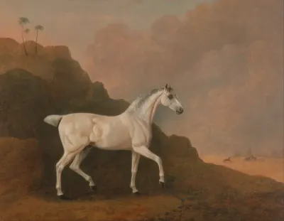A Grey Arab Stallion in a Desert Landscape