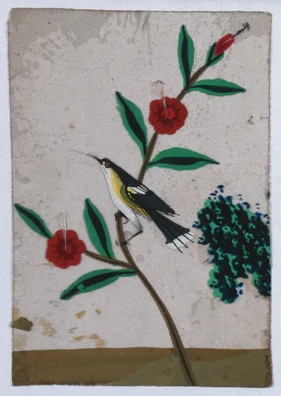 A grey, white and yellow bird sitting on a flower stem