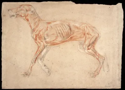 A greyhound, écorché