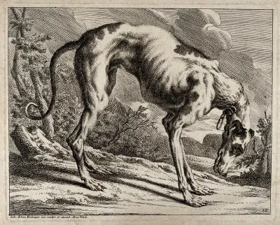 A greyhound. Etching by J. E. Ridinger