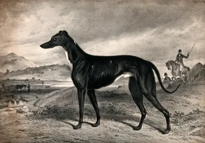 A greyhound; man on horseback in the background