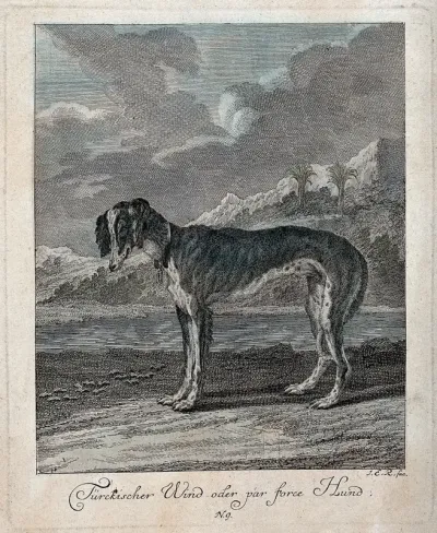 A greyhound standing by the sea with exotic vegetation in the background