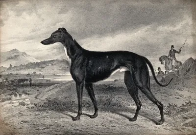 A greyhound standing on a heath with a hunting party in the background