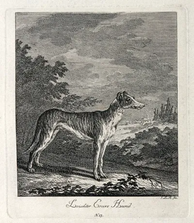 A greyhound used for coursing hares standing on a forest clearing