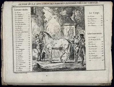 A groom is holding a horse by its reins while a man man with a stick is pointing out parts of the horse's anatomy to onlooking students in a park
