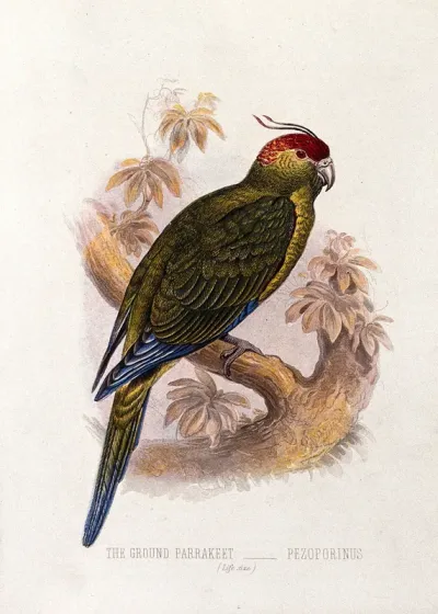 A ground parrakeet (Pezoporius species)