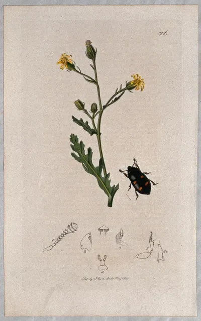 A groundsel plant (Senecio viscosus) with an associated beetle and its abdominal segments