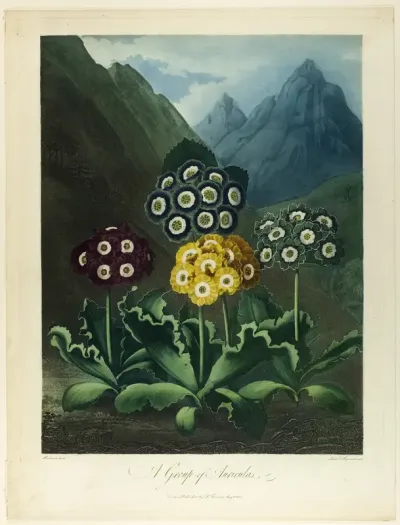 A Group of Auriculas, from The Temple of Flora