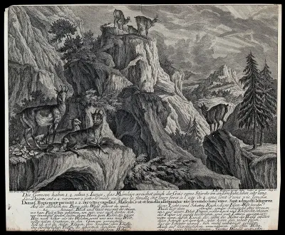 A group of chamois with their young in the mountains