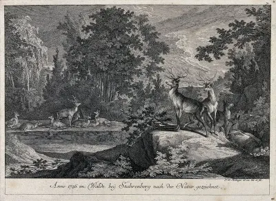 A group of deer around a lake in a forest