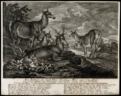 A group of deer is resting on a rock overlooking a lake