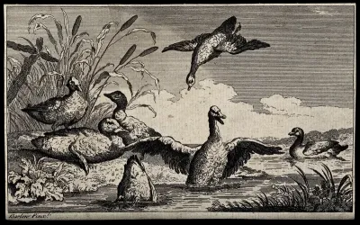 A group of ducks swimming in a lake and sitting on the shore