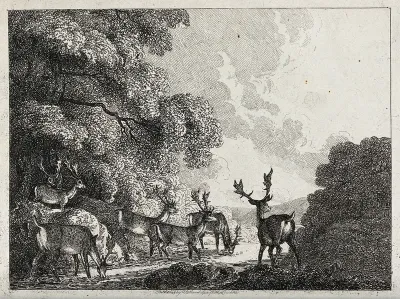 A group of fallow deer stags drinking from a stream