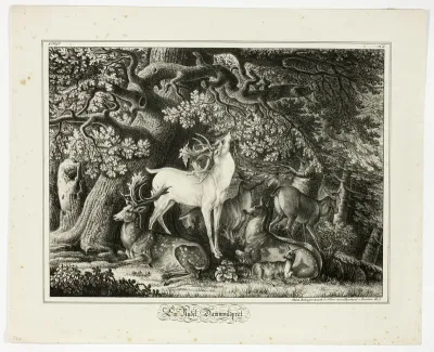 A Group of Fallow Deer