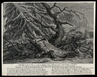 A group of four ferrets (viverra) near a tree trunk