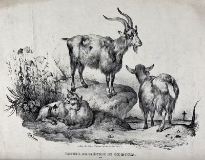 A group of goats, with the billy goat standing on a rock above the nanny goat and the kids