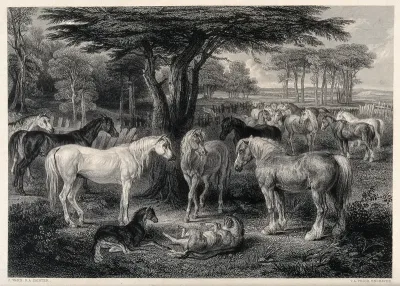 A group of horses in a paddock in a forest with foals playing in the foreground