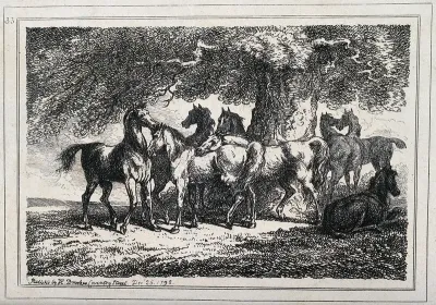 A group of horses standing and resting in the shelter of a large tree on a meadow