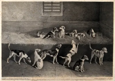 A group of hound pups in a stable