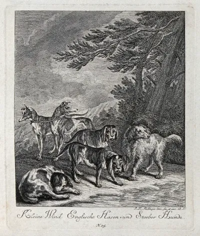 A group of hunting dogs, including greyhounds and harriers