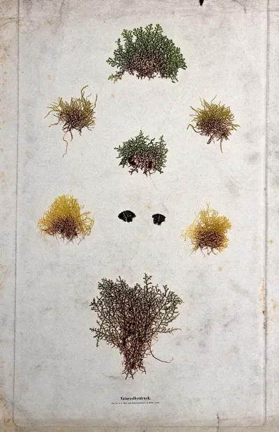 A group of lower plants, including mosses, liverworts and lichens