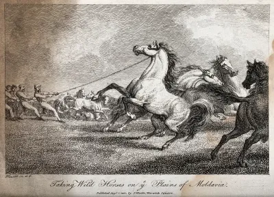 A group of men catching horses with a lasso