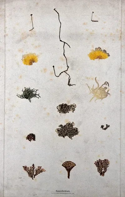 A group of mosses, in eight separate clumps