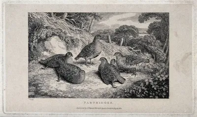 A group of partridges gathering on a forest clearing