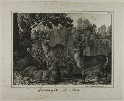 A Group of Red Deer